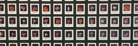 Myriad (Tulips) por Anna Ridler, 2018.- © ANNA RIDLER. Myriad (Tulips) por Anna Ridler, 2018.- © ANNA RIDLER.