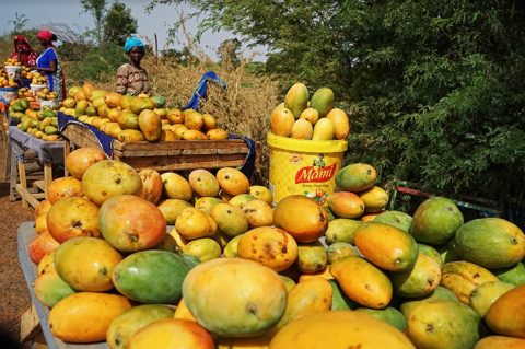 En los meses de recolección sobran mangos y se pierden. Boubacar Camara, líder de la oposición, plantea el programa “Construir el futuro“, como generar una economía inclusiva con la transformación de alimentos. Foto: Mar Joaniquet En los meses de recolección sobran mangos y se pierden. Boubacar Camara, líder de la oposición, plantea el programa “Construir el futuro“, como generar una economía inclusiva con la transformación de alimentos. Foto: Mar Joaniquet