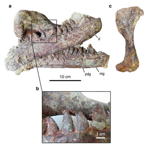 Entre las mandíbulas de los fósiles de 'Joaquinraptor casali' se conservó su último bocado: un hueso de un cocodrilo.