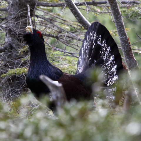 El urogallo cantábrico es una especie muy amenazada. El urogallo cantábrico es una especie muy amenazada.