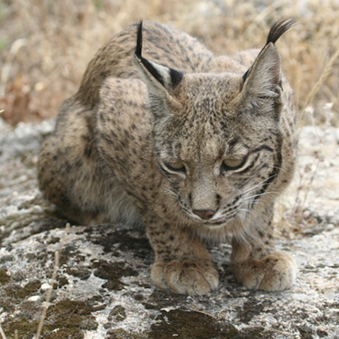 El línce ibérico. El línce ibérico.