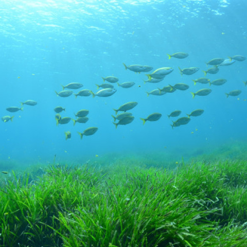  El turismo devora el pulmón marino del Mediterráneo 