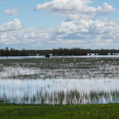 Foto de archivo de las marismas de Doñana.