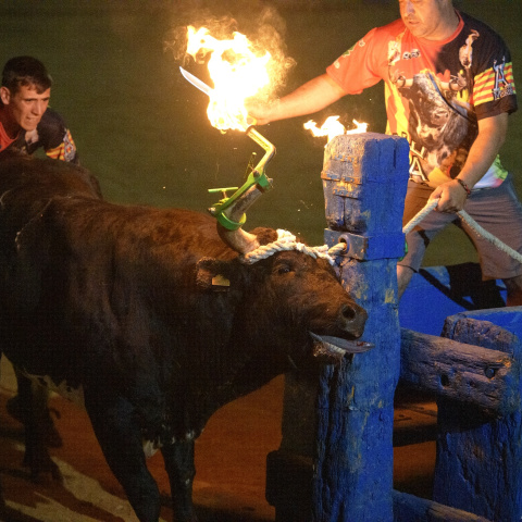 Un bou ja embolat a punt que li tallin la corda a la plaça de l'Ampolla