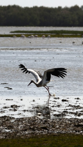 Una cigüeña blanca vuela de un pantano en el parque nacional de Donana en Huelva. AFP/Cristina Quicler