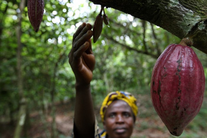 Del cacao al chocolate: las mujeres olvidadas de las multinacionales