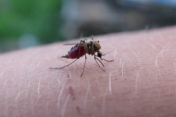 Por qué eres la presa favorita de los mosquitos y cómo evitarlo