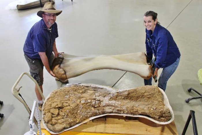 Cooper, el dinosaurio más grande de Australia medía 25 metros de largo