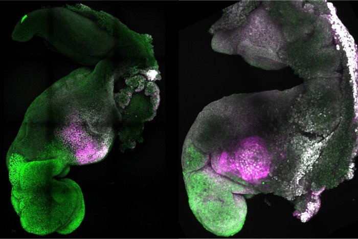 Crean embriones sintéticos de ratón con cerebro y un corazón que late a partir de células madre