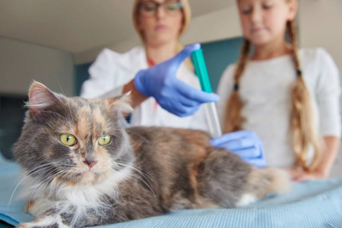 Una vacuna experimental de la covid resulta eficaz en sus primeros ensayos en gatos