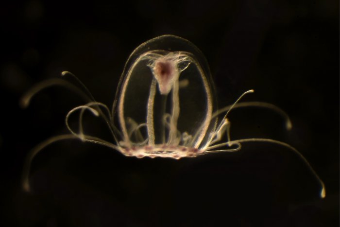 Investigadores de Oviedo descifran el genoma de la medusa inmortal que podría ser clave contra el envejecimiento
