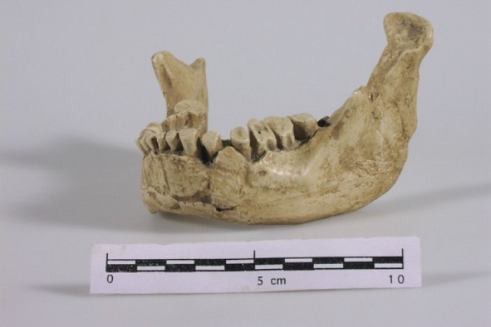 La mandíbula de Banyoles podría ser del primer sapiens de Europa