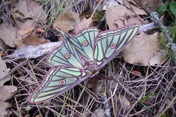 Talas masivas amenazan el hábitat y las especies protegidas de los Montes Universales