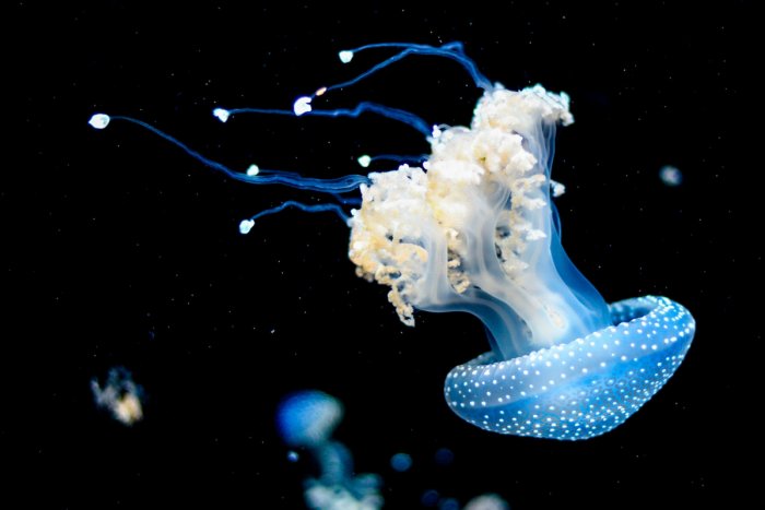 Las medusas: por qué pican y cómo actuar