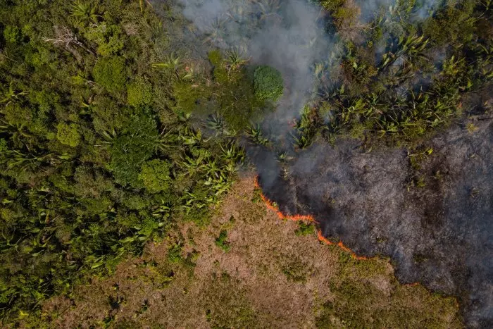 La acción humana ha degradado más de un tercio de selva amazónica sin deforestar