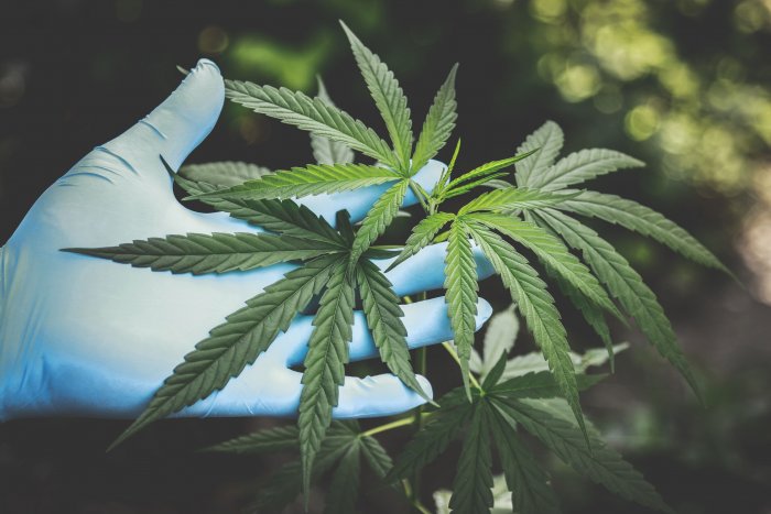 Sanidad avanza en la regulación por ley del cannabis medicinal