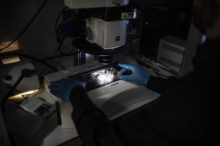 Científicos chinos desarrollan riñones con células humanas en embriones de cerdo