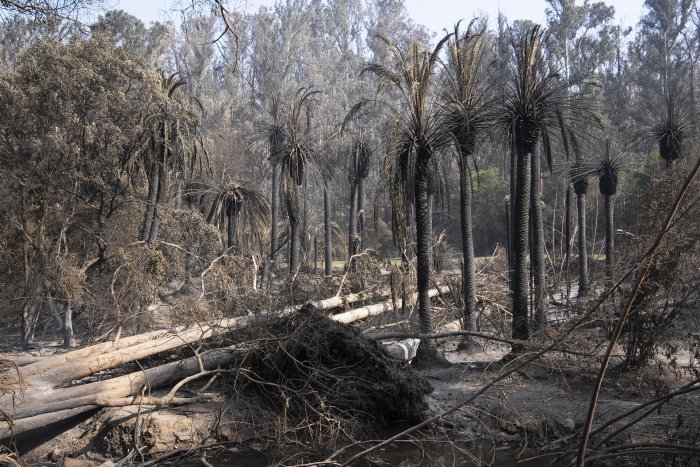 Los fallecidos en los incendios de Valparaíso suben a 131, pero solo 35 han sido identificados