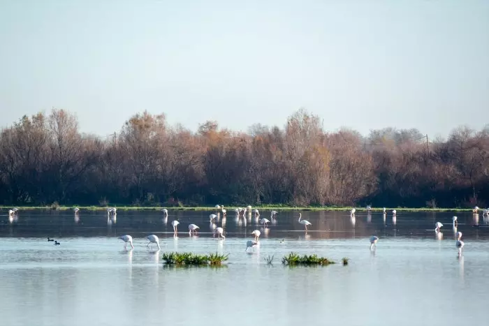 El CSIC confirma que la explotación del acuífero de Doñana causa graves impactos medioambientales