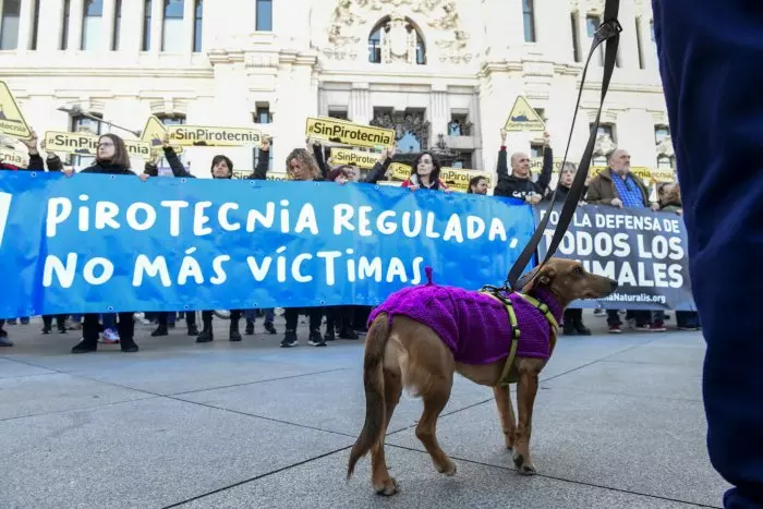 El dramático efecto de la pirotecnia en animales más allá del pato muerto en la mascletà de Almeida