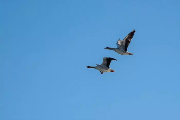 Los ecologistas presionan para que el nuevo comisionado de Doñana creado por Moreno Bonilla cierre los pozos ilegales