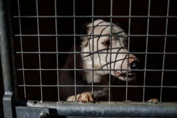 Investigación por maltrato en el centro de atención animal de Sevilla: "No son casos aislados"