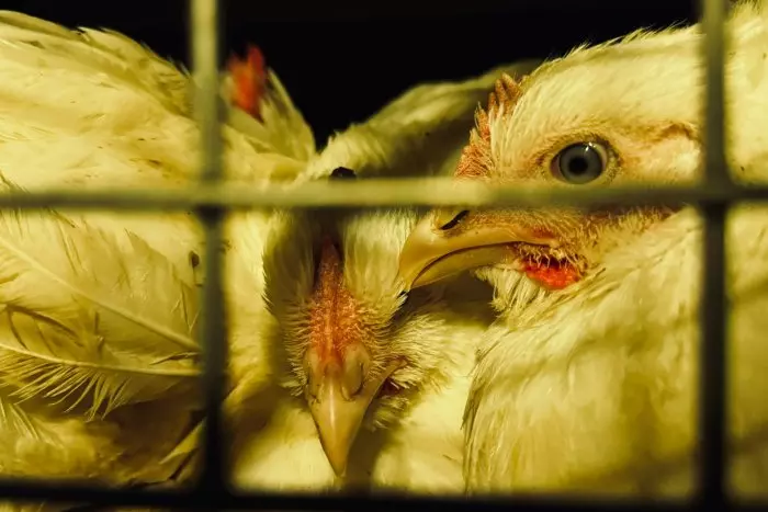 Pollos que mueren antes de llegar al matadero: estas son las pésimas condiciones en las que viven