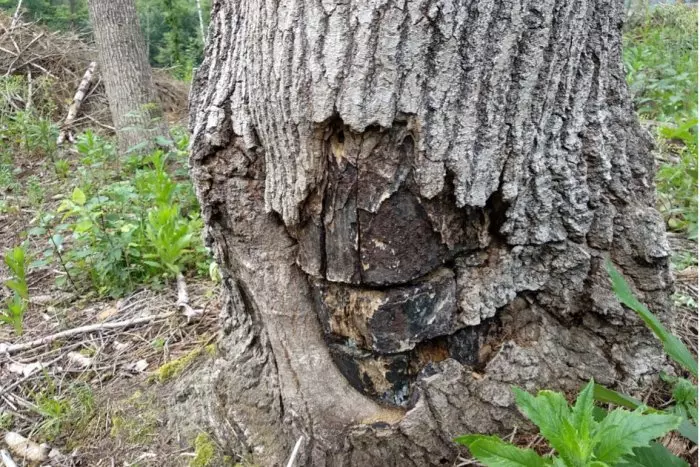 Este árbol puede ayudar a frenar el cambio climático