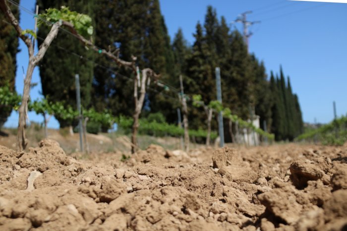 Les darreres pluges no eviten una "mortaldat important" a les vinyes del Penedès a les portes d'una nova campanya