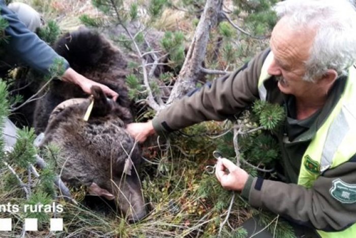 'Qui va matar Cachou?', TV3 estrena dimarts un documental sobre la mort de l'os als Pirineus