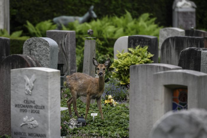 Ciervos del cementerio más grande de Suiza