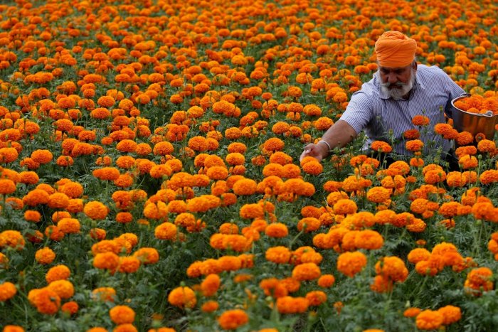 La cosecha de la caléndula en la India