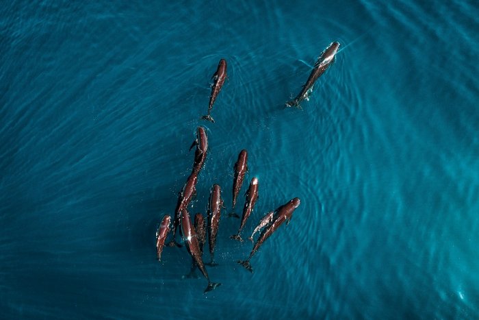 Cien delfines calderón en la Costa Brava