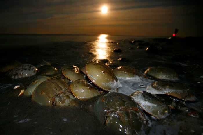 El multitudinario desove de los fósiles vivientes de 'sangre azul'