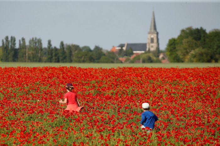 Un baño de amapolas al norte de Francia