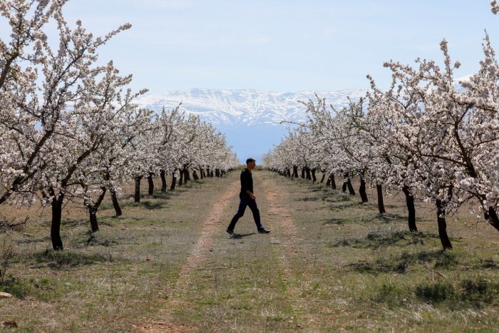 La flor del almendro frente a Sierra Nevada