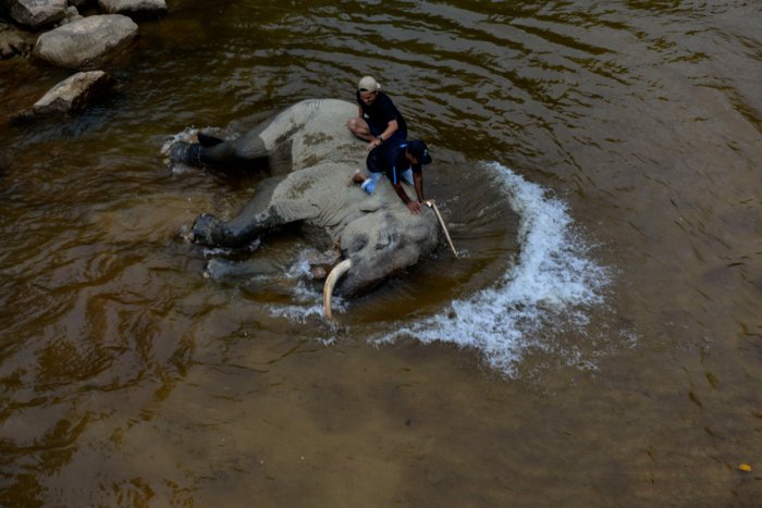 Cómo cuidar a un elefante en peligro de extinción