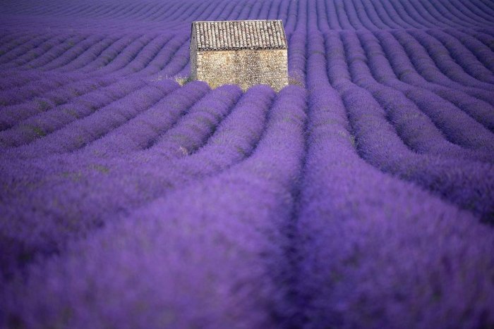 Un refugio entre la lavanda francesa