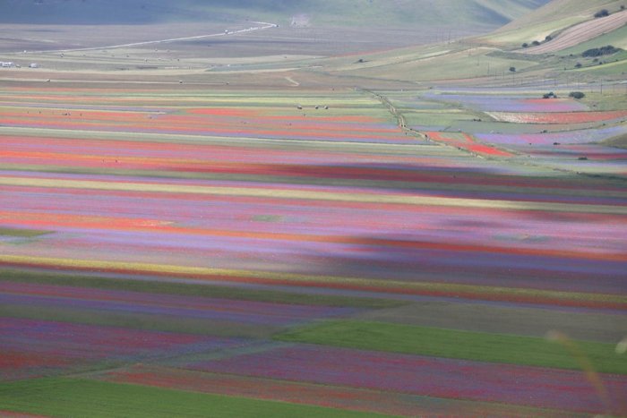 La floración estival de los campos italianos