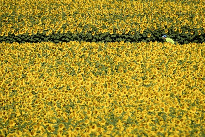 Pedaladas en un mar de girasoles