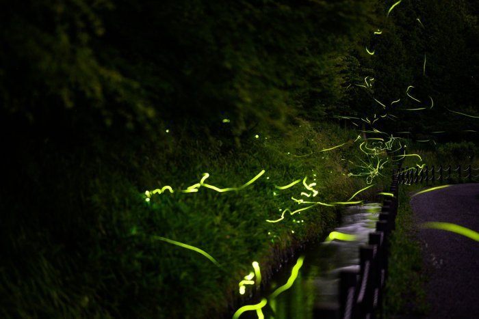 El brillante vuelo de las luciérnagas en Japón