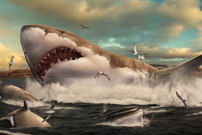 Los grandes tiburones blancos podrían haber contribuido a la extinción del megalodón