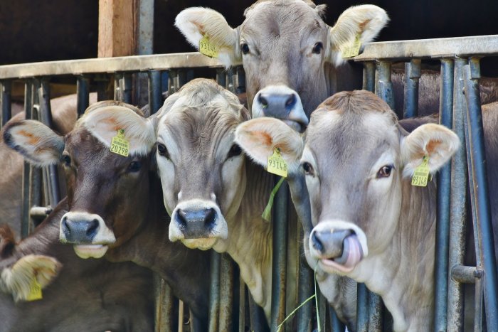 Mueren 18.000 vacas por una explosión en una granja en EEUU