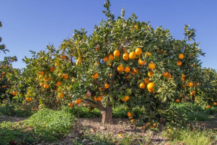 La crisi de la taronja valenciana es viralitza a les xarxes