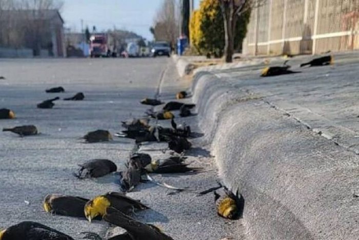 La inexplicable muerte de un centenar de pájaros en Chihuahua que recuerda a la serie 'Dark'