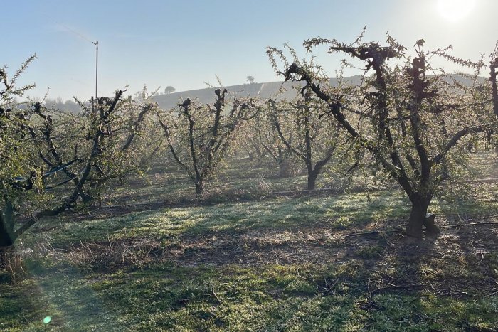 Una tercera nit consecutiva de gelades a Ponent acaba de malmetre la fruita que s'havia salvat