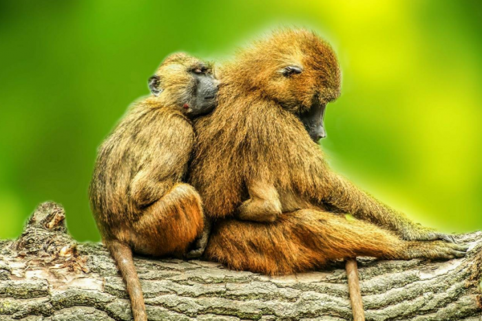 Los babuinos macho priorizan relaciones sociales distintas según la etapa de su vida
