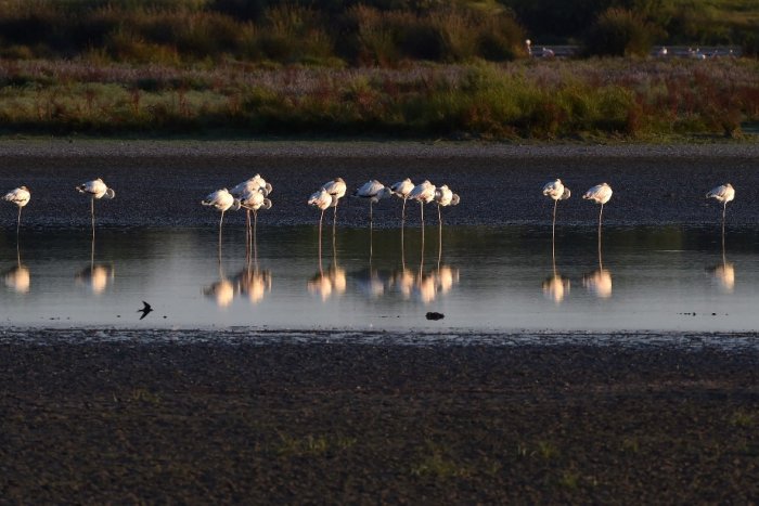El CSIC avisa de que Doñana está "en estado crítico" y de que más de la mitad de las lagunas han desaparecido