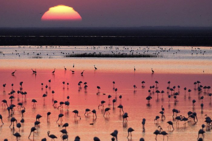 Y ahora, ¿qué? La situación en Doñana es de total desesperación