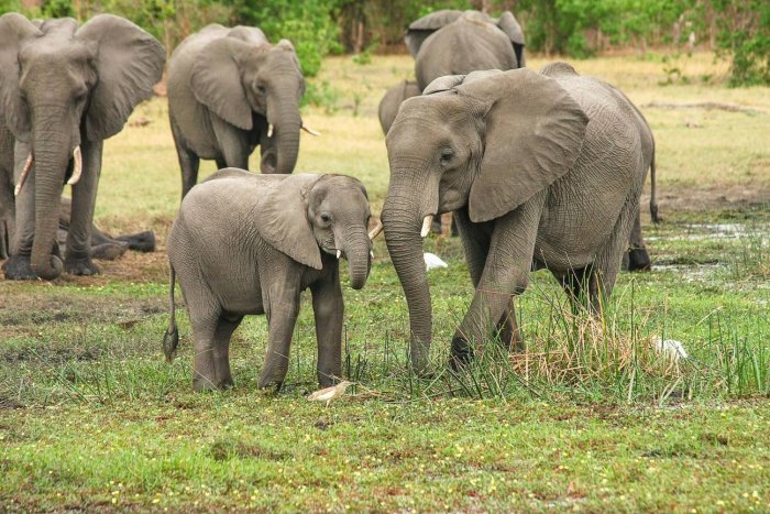 La genética de los elefantes explicaría por qué estos animales apenas tienen cáncer